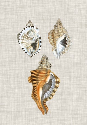 Framed Antique Shells on Linen III Print