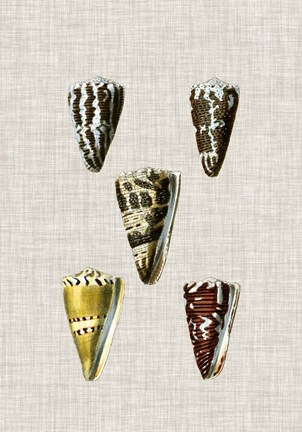 Framed Antique Shells on Linen VIII Print