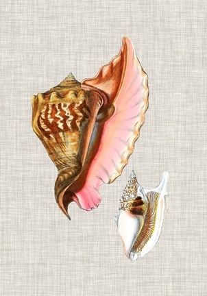 Framed Antique Shells on Linen IX Print