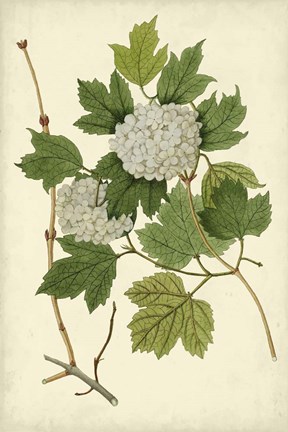 Framed Flowering Viburnum II Print