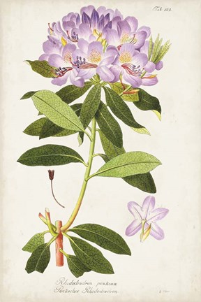Framed Vintage Rhododendron II Print