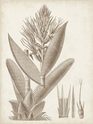 Framed Sepia Exotic Plants II Print