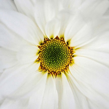 Framed Center of Attention Print