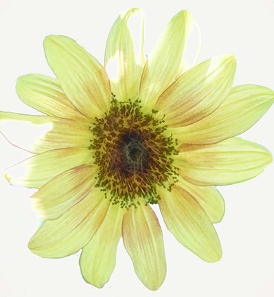 Framed Coming Up Daisy Print