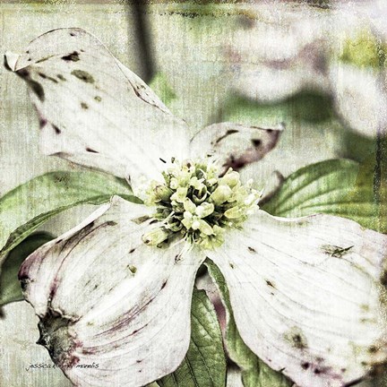Framed Dogwood Floral Print