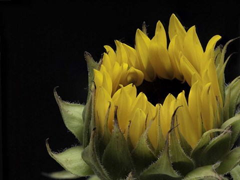 Framed Glow of Content Print