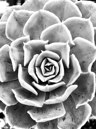 Framed Peace Love &amp; Succulent black and white Print