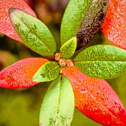 Framed Tis the Season Print