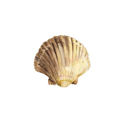 Framed Oceanum Shells White V-Scallop Print