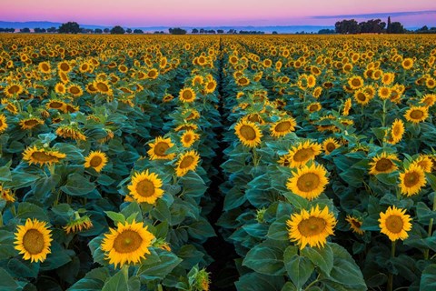 Framed Dawn Sunflowers Print