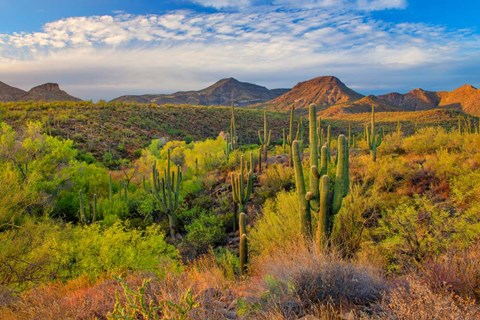 Framed Jewel Evening Print