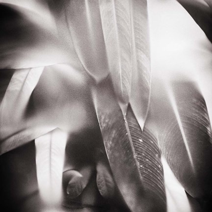 Framed Evergreen No. 4 Print