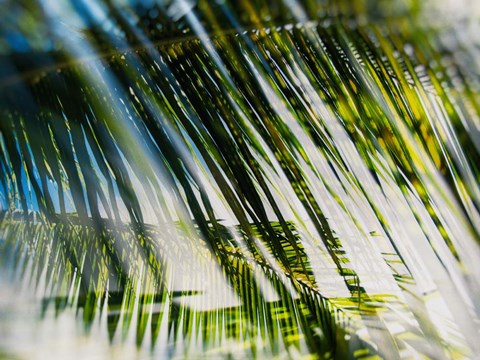 Framed Evergreen No. 10 Print