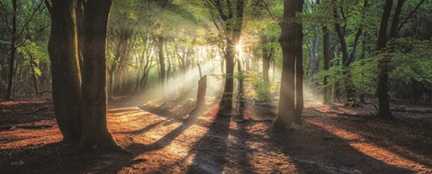 Framed Sun Rays in the Forest I Print