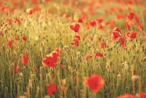 Framed Poppy Field I Print