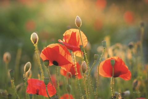 Framed Poppy Field III Print