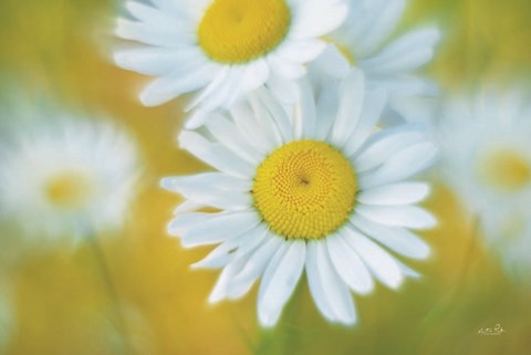 Framed Daisies Print