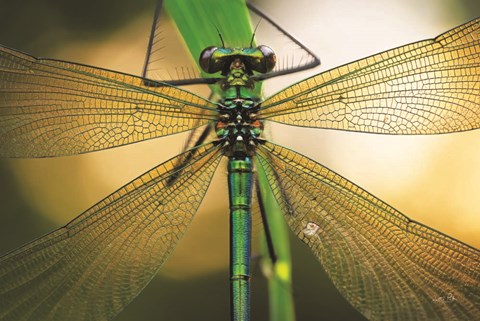 Framed Glas in Lood Print