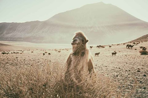 Framed Desert Camel Print