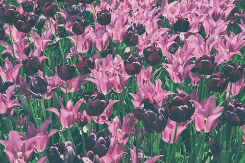 Framed Tulip Botanical Print