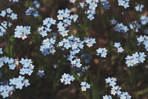 Framed Forget Me Nots I Print