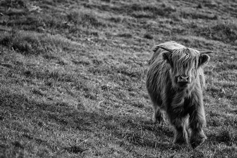 Framed Highland Cow Calf in the Wind Print