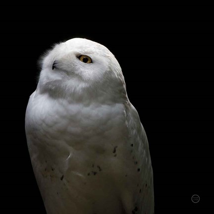 Framed Snowy Owl Looks to the Sun Print