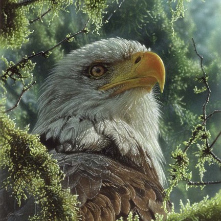 Framed Bald Eagle Print