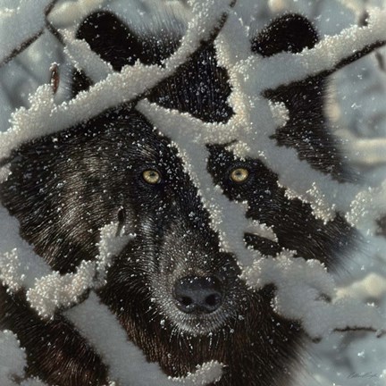 Framed Winter Black Wolf Print