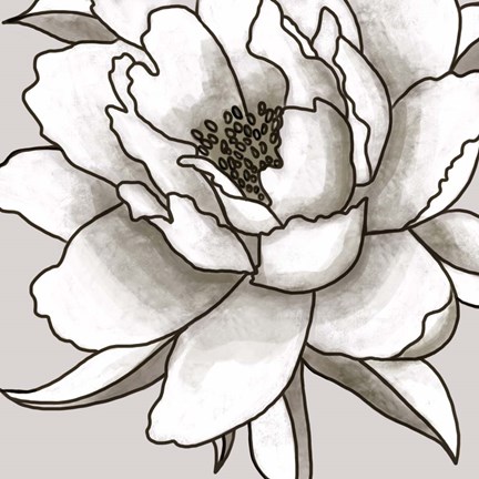 Framed Peony I Print