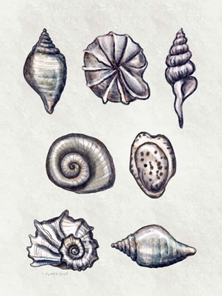 Framed Shells I Print