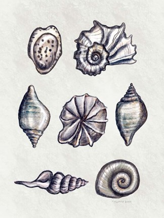Framed Shells II Print