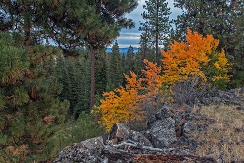 Framed Aspen Blaze Print