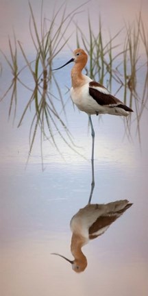 Framed American Avocet Print