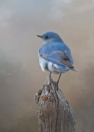 Framed Mountain Bluebird Print