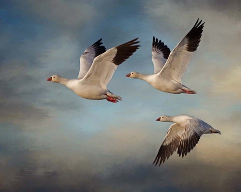 Framed Snow Geese Print
