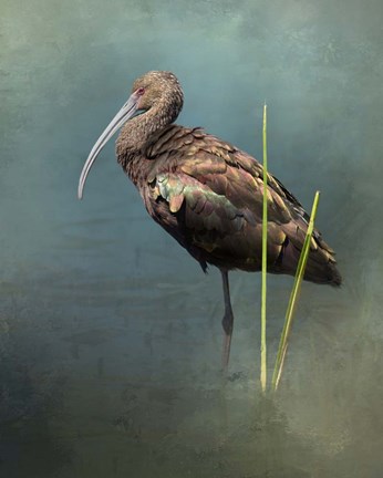 Framed White Faced Ibis Print