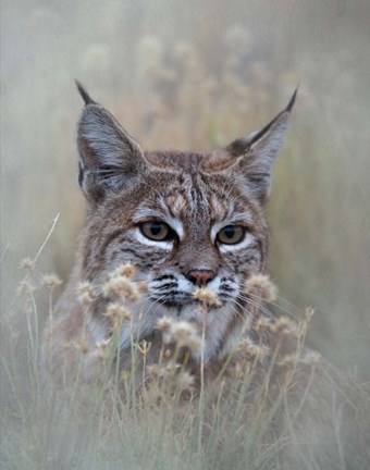 Framed Bobcat Print