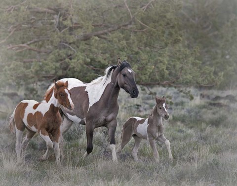Framed Legend, Aura, and Storm Print
