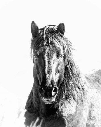 Framed Black Stallion Print