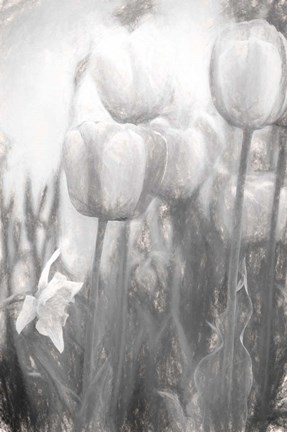 Framed Tulips II Print