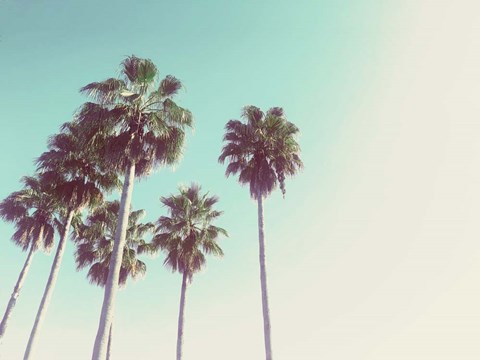 Framed Palms Against The Evening Sky Print
