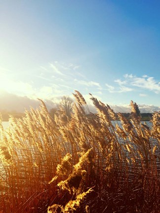 Framed Beach Grass Print