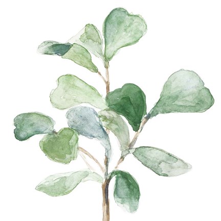 Framed Fiddle Fig Leaf Plant I Print