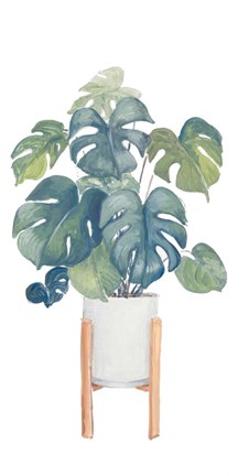 Framed Monstera Deliciosa Print