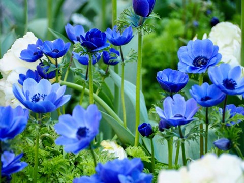 Framed Vibrant Blue Hues Print