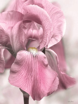 Framed Pink Iris Print