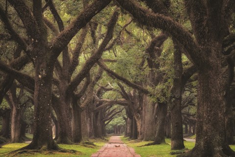 Framed Lane of Oaks Print