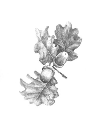 Framed Oak Leaf Pencil Sketch II Print