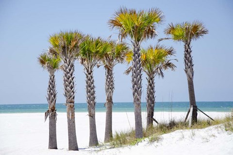 Framed Coastal Palms II Print